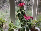 ハイビスカスの花