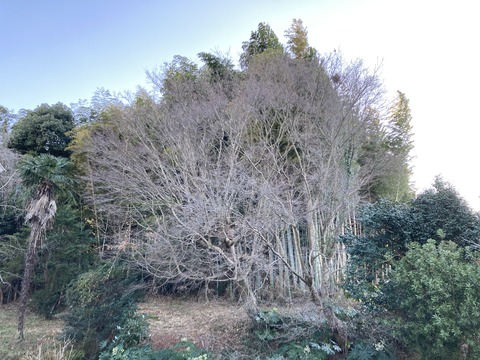 枯葉が総て落ちた