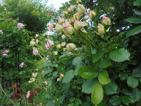 ピエール ド ロンサール