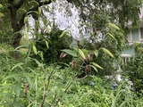 蕾が開花準備中