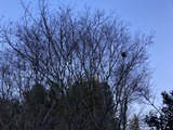 鳥の巣が残っている