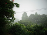 朝霧