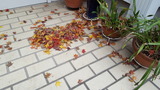 玄関の吹きだまる