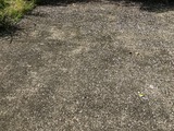 さくら散る