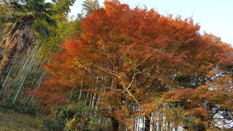 我が家の紅葉