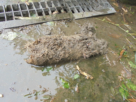 排水溝から出てきた根の塊