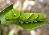 アゲハチョウの幼虫