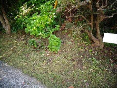草刈り作業