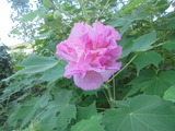 酔芙蓉の夕方
