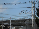 カラス