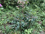 マンリョウの花