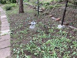 庭の見張り役