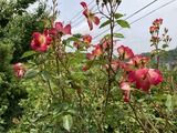 雨上がりのカクテル