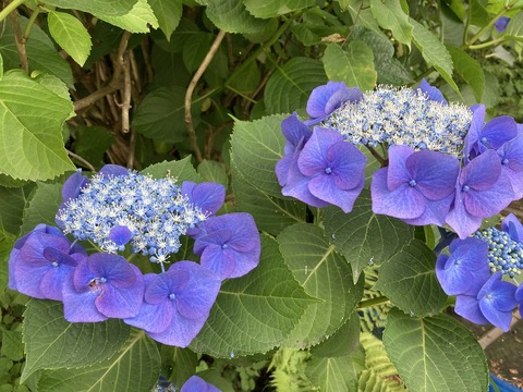 紫陽花1