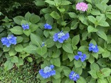 紫陽花8