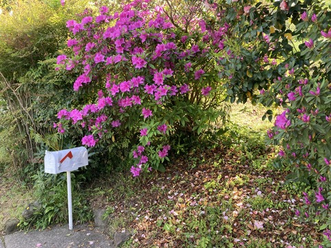 ツツジの出迎え