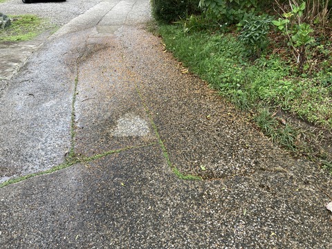 金木犀の木の下側