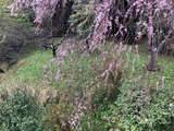 雨の中でも