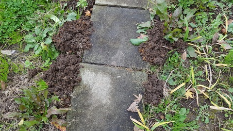 土竜が土を掘り返す