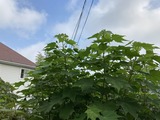 酔芙蓉の白い花