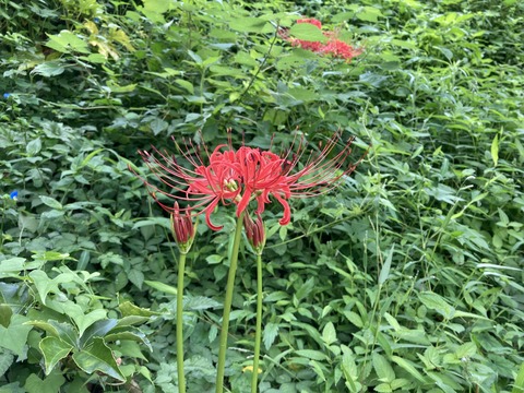 ヒガンバナ咲く
