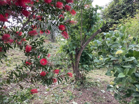 オオデマリの木を剪定