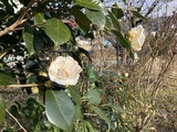 白椿に朝陽が当たる