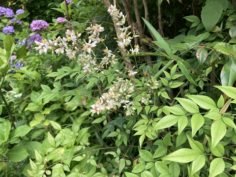 ナンテンの花