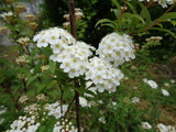 コデマリの花は白と黄色