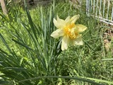複雑な花びら