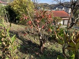 山桜