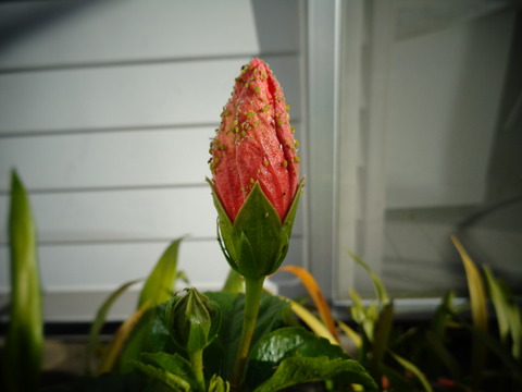 ハイビスカスのアブラムシ