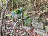 幹の先端の葉