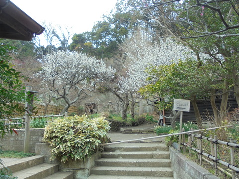 円覚寺の梅