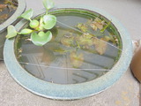 睡蓮鉢にメダカ