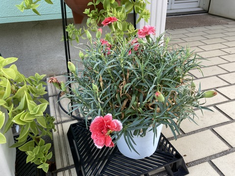 母の日のカーネーション