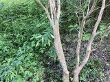 山百合