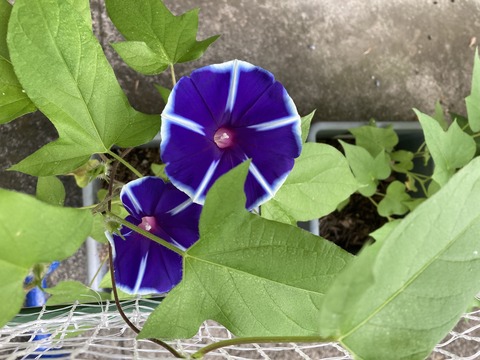 朝顔が花開いた