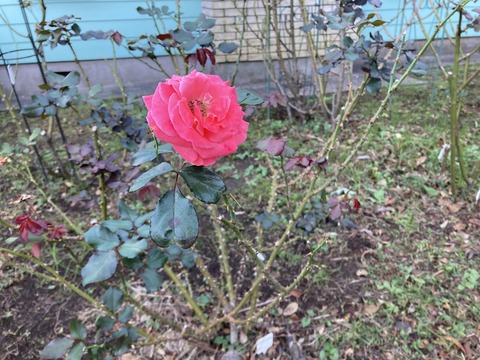 名残の薔薇