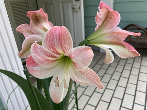アマリリス