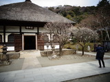 円覚寺の白梅