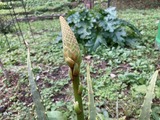 アロエの