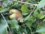 ムベが色づく
