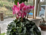シクラメンの花