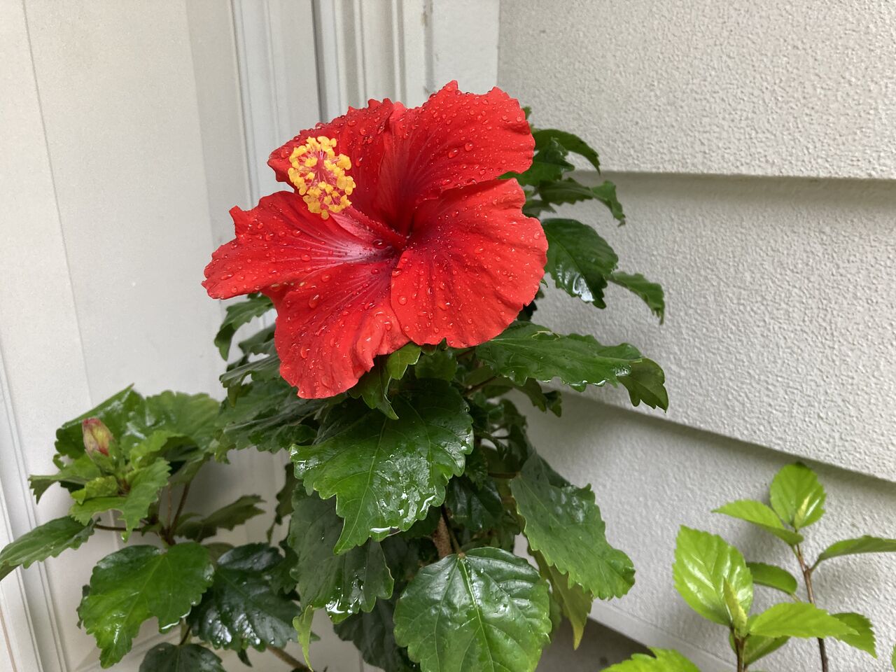 ハイビスカスは長寿命 やっちゃんの珈琲たいむ