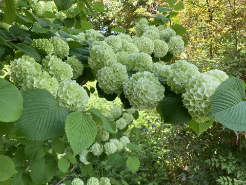 オオデマリ満開寸前