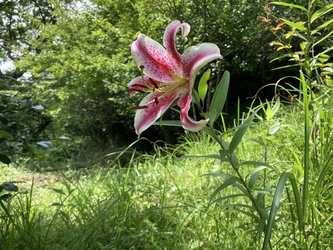 アカプルコだと思ったのですが