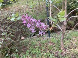 ライラックの花