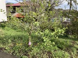 ライラック