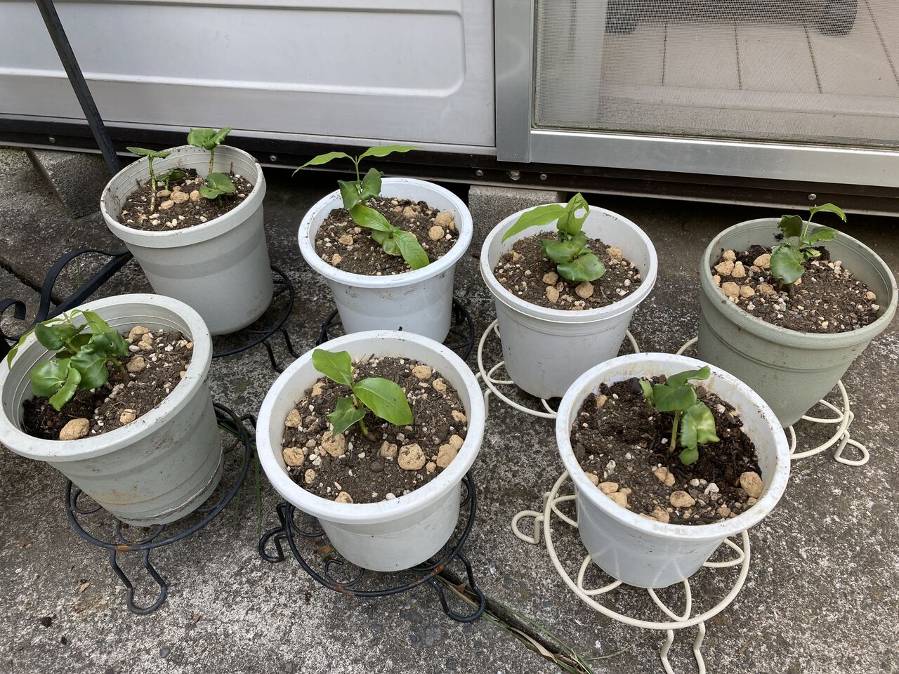 蠟梅の植え替え やっちゃんの珈琲たいむ